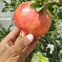 ضامن وام فرزند اوری و وام مهر