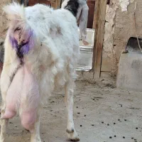 بزگلابی2قلوزا