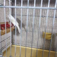 قناری سفید و طلایی و سرخ|پرنده|شیراز, محراب|دیوار