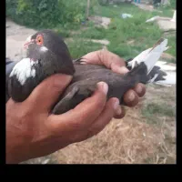 مینا دم سفید گم کردم جوجه داره