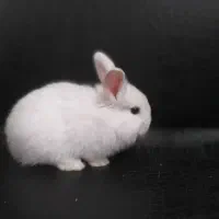 سرپرست مهربون و متعهد میخوام واسه بچه خرگوشام|موش و خرگوش|آبادان, |دیوار