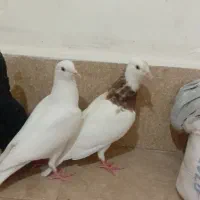 کبوتر