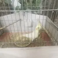 عروس هلندی|پرنده|قم, انسجام|دیوار