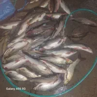 ماهی|ماهی|لردگان, |دیوار