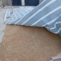 گندم‌فروشی