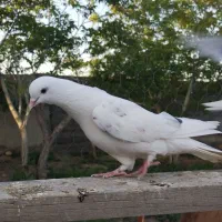 کبوتر