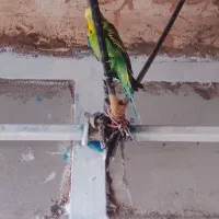 سخنگو|پرنده|تربت جام, جلگه موسی آباد|دیوار