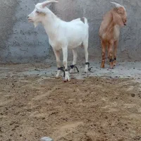 بزسانن بزغاله اصل|حیوانات مزرعه|خواف, |دیوار