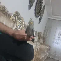 عروس  آلبینو وسینامون|پرنده|همدان, |دیوار