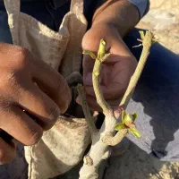 پیوند پسته