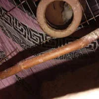 مرغ  عشق|پرنده|گرگان, |دیوار