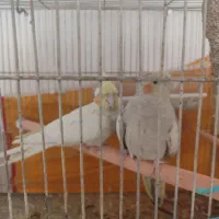 واگذاری عروس هلندی شمارا قبول میکنیم