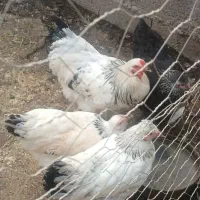 مرغ وخروس برهما لایت|حیوانات مزرعه|سنگر, |دیوار