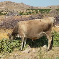 گاو شیری