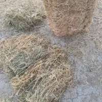 علف خشک )کاه(