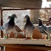 کبوتر آلمانی پلاکی