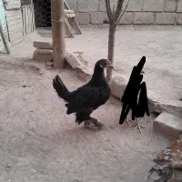 جوجه پاپر|حیوانات مزرعه|شاهین دژ, |دیوار
