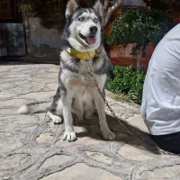 سگ هاسکی ماده