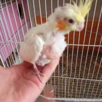 دو عدد جوجه عروس هلندی|پرنده|تربت‌حیدریه, یحیی آباد|دیوار