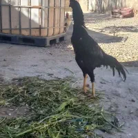 فروش یه خروس ودوتا مرغ لاری درجه یک نسل دار