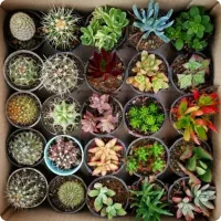 پخش کاکتوس به صورت پکی و تکی