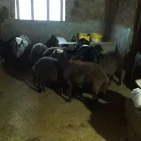 ۸تا بره ماده و۲تا نر