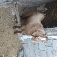 کره چبش نری