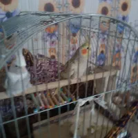 یک جفت عروس هلندی یک جفت برزیلی