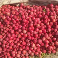 انار ،دون قرمز وآبدار،