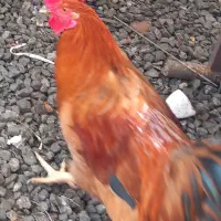 خروس|حیوانات مزرعه|ماسال, |دیوار