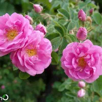 گل محمدی بااسانس فوق‌العاده