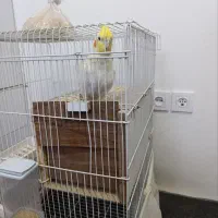 عروس هلندی سرحال