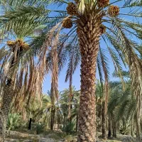 فروش زمین کشاورزی حاجی اباد معدنوییه|فروش دفتر صنعتی، کشاورزی، تجاری|حاجی آباد, |دیوار