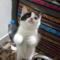 گربه ملوس بازی گوش و خیلی قشنگ ۴ ماهه|گربه|تهران, سبلان (لشگر)|دیوار