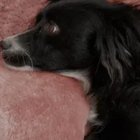 سگم گم شده|حیوانات|تربتحیدریه, یحیی آباد|دیوار