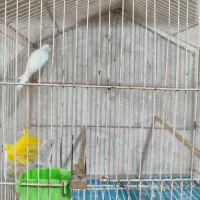 قناری سفید ریز خون