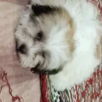 دوتا سگ پاپی بامزه و شیطون|سگ|کاشان, کارگر|دیوار