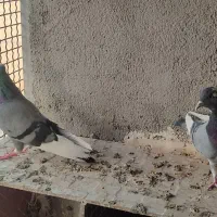 یک جفت کبوترابلق سبز سلامت و پرشی