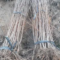 فروش انواع نهال اصلاح شده ضمانتی ارتفاع۳متری