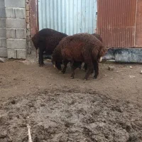 بره نر|حیوانات مزرعه|تاتار علیا, |دیوار