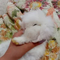 خرگوش لوپ اسکاتلندی و خوکچه هندی|موش و خرگوش|تهران, تهرانپارس شرقی|دیوار