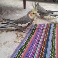 یک جفت عروس