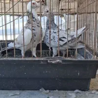 پرنده کبوتر