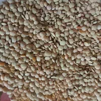 فروش ۴تن عدس درجه یک بوجاری شده