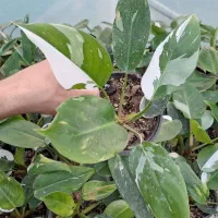 گل های آپارتمانی عمده و تک