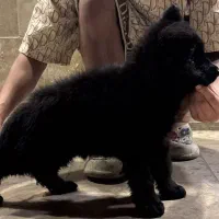 ژرمن شولاین|سگ|بندرعباس, |دیوار