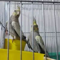 تعویض عروس هلندی با طوطی برزیلی