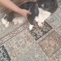 سگ سوسیسی ماده