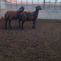 توقلی ماده وبز ابستن|حیوانات مزرعه|سیمین شهر, |دیوار