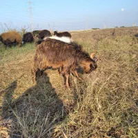 نر بزغاله فروشی|حیوانات مزرعه|فاضل آباد, |دیوار